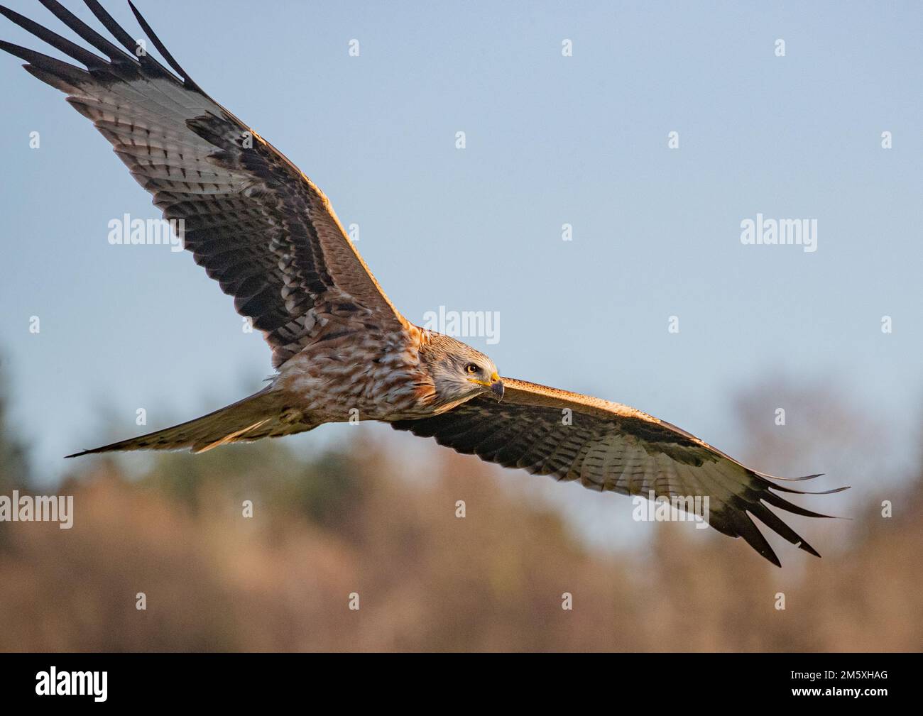 Intime Aufnahme eines Roten Drachen (Milvus milvus), der vor einem Waldhintergrund fliegt, aus dem Vereinigten Königreich zurückgebracht. Suffolk Stockfoto