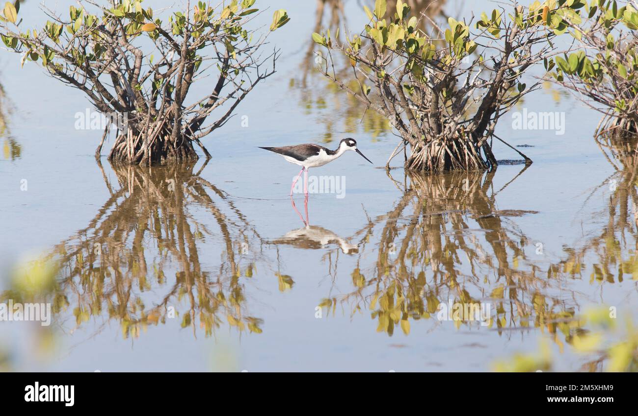 Schwarzhalsstielsuche in den Mangroven, einschließlich Reflexion Stockfoto