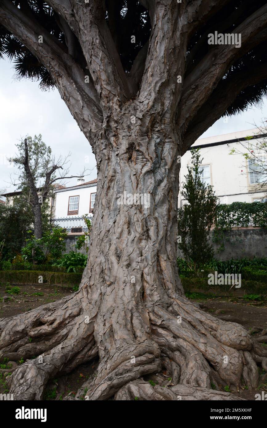 Ein sehr alter dragon-Baum der Kanarischen Inseln, oder drago, der Gattung Dracaena, im Botanischen Garten Puerto de la Cruz, in La Oratova, Teneriffa, Spanien. Stockfoto