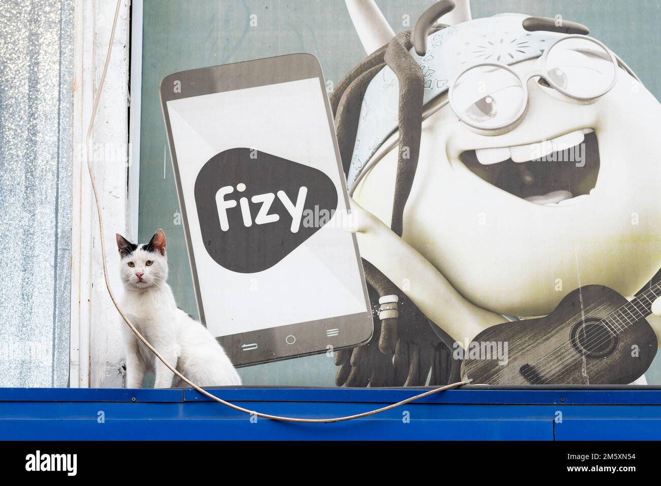 CAT saß vor der Werbung für die digitale Musikplattform Fizy, Istanbul, Türkei Stockfoto