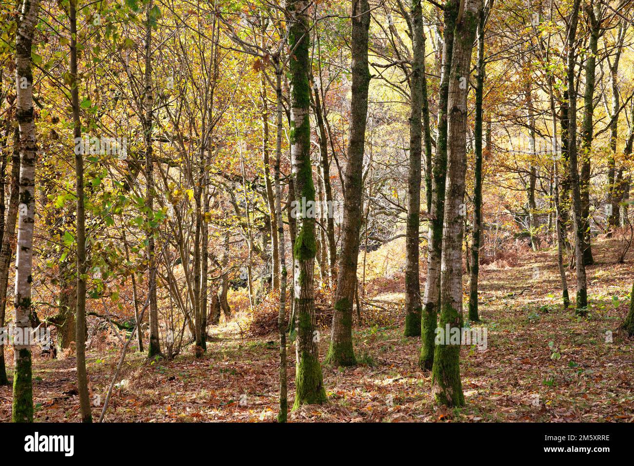 Junger Affe Stockfoto