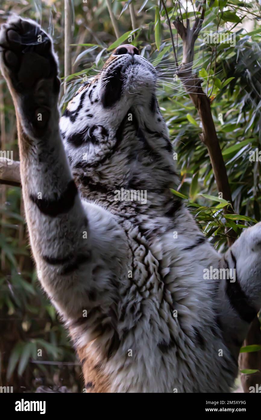 Blick auf sibirische Tiger von unten Stockfoto