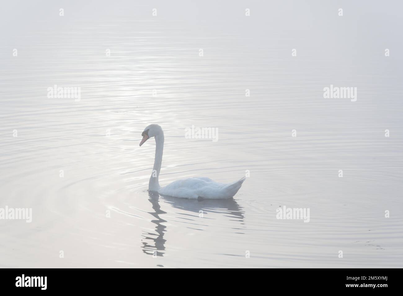 Schwan paddelt im See und Nebel am frühen Morgen Stockfoto