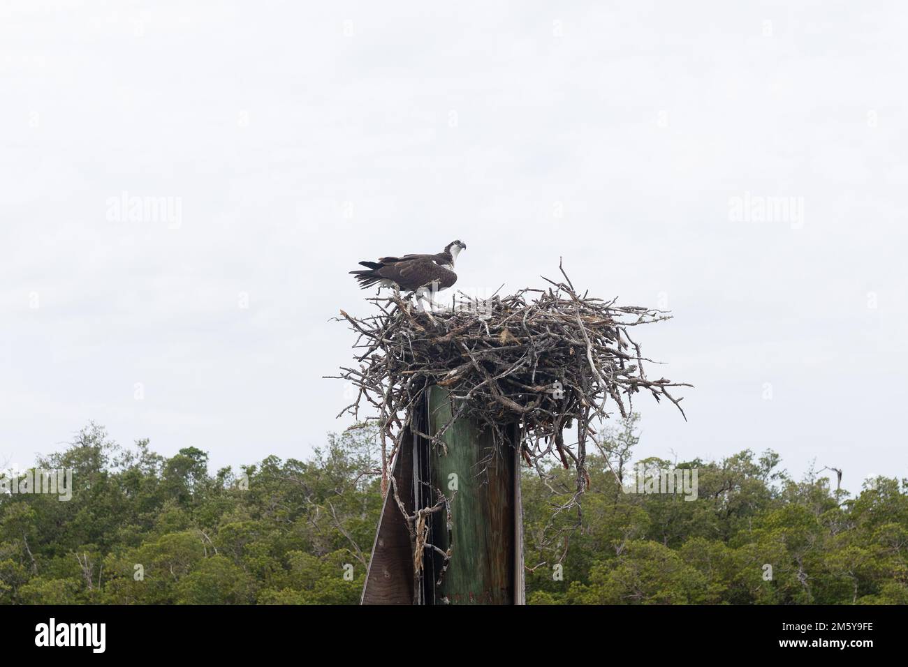 Ein Fischadler in einem Nest auf einem Pfosten in Naples Bay in Florida. Stockfoto