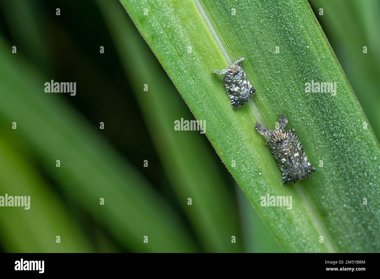 Nahaufnahme des kleinen Lophopiden Planthopper Stockfoto