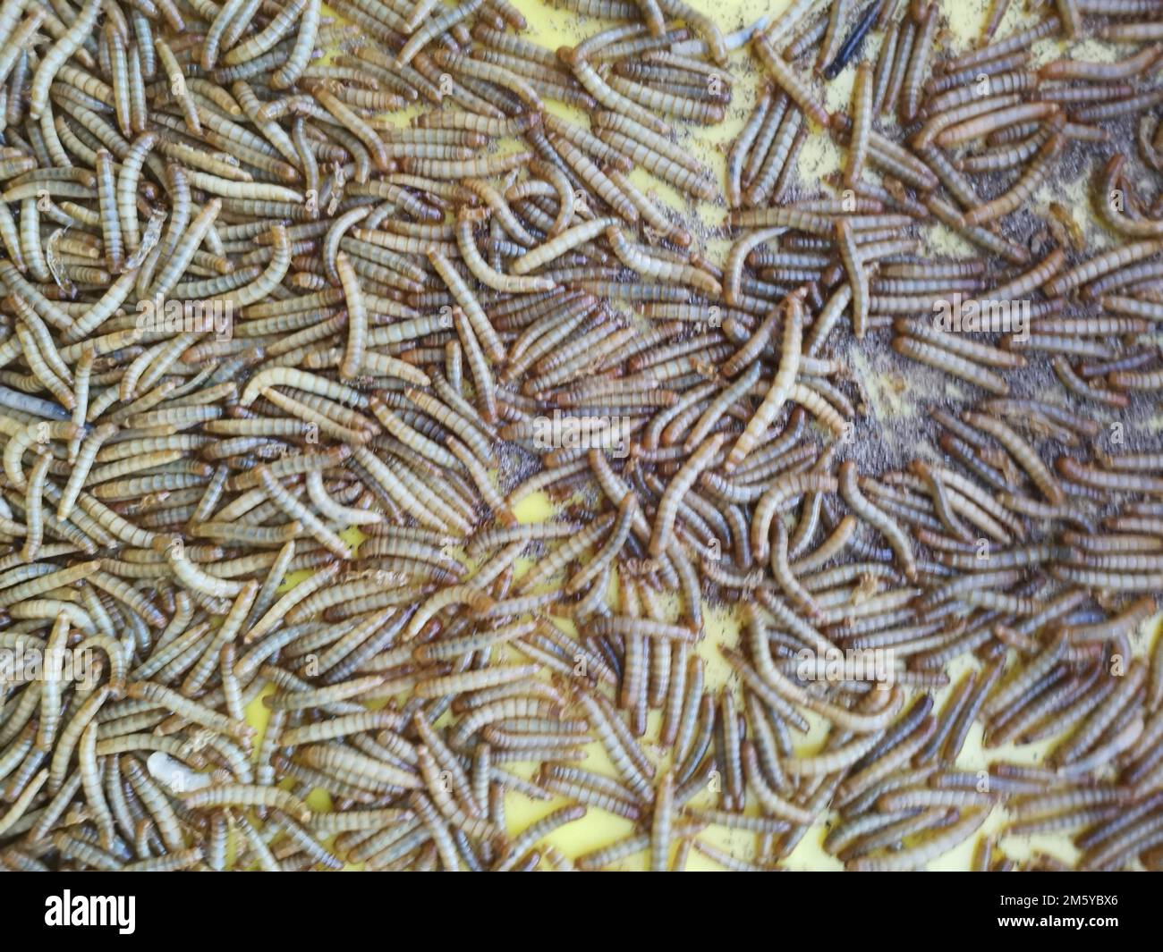 Kunststoffbehälter mit vielen lebenden Mehlwürmern Stockfoto