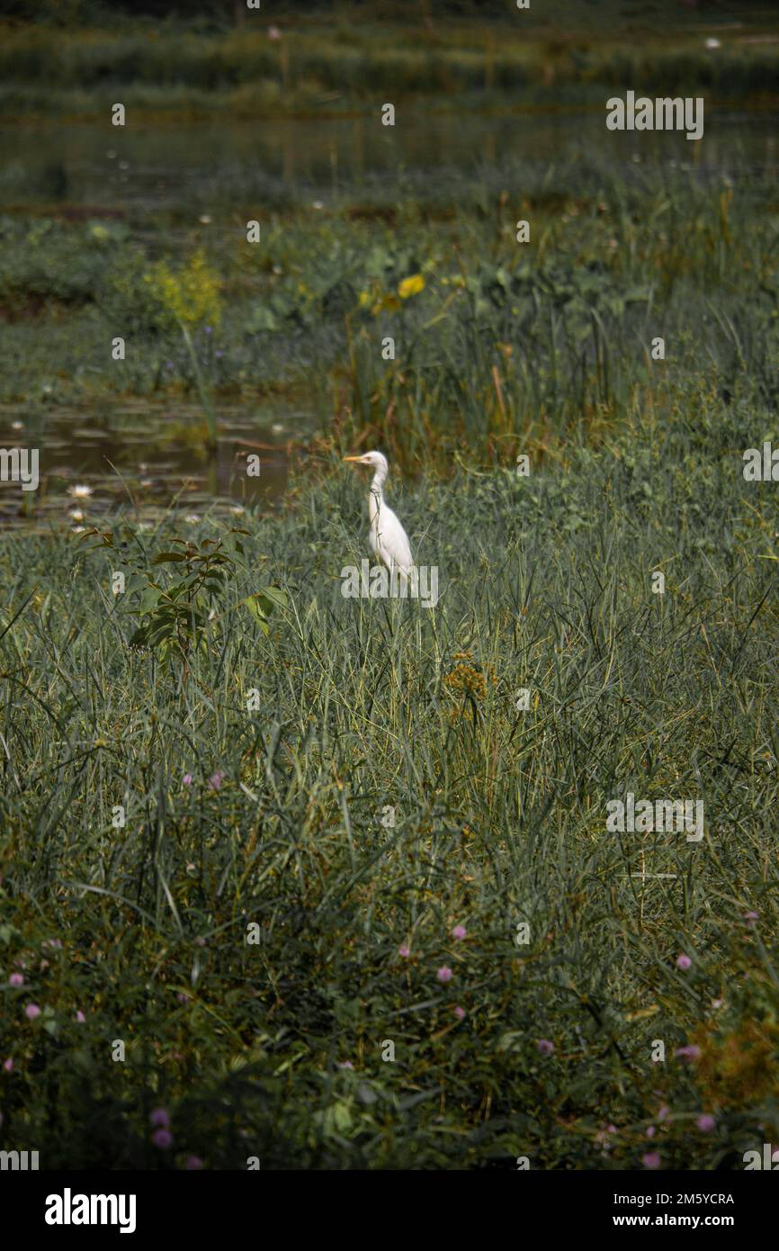 Kran auf einem Paddy Stockfoto