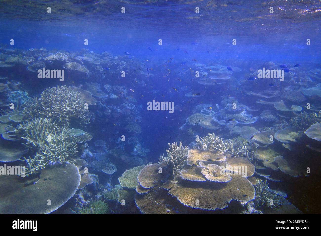 Atemberaubender Unterwasserblick auf gesunde Acropora-Korallen an der Außenwand des Moore Reef, Great Barrier Reef, nahe Cairns, Queensland, Australien Stockfoto