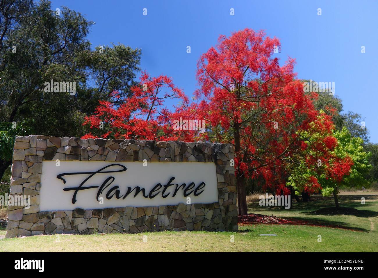 Flametree Weingut (mit blühenden Flammenbäumen), Dunsborough, Margaret River Region, Westaustralien. Keine PR Stockfoto
