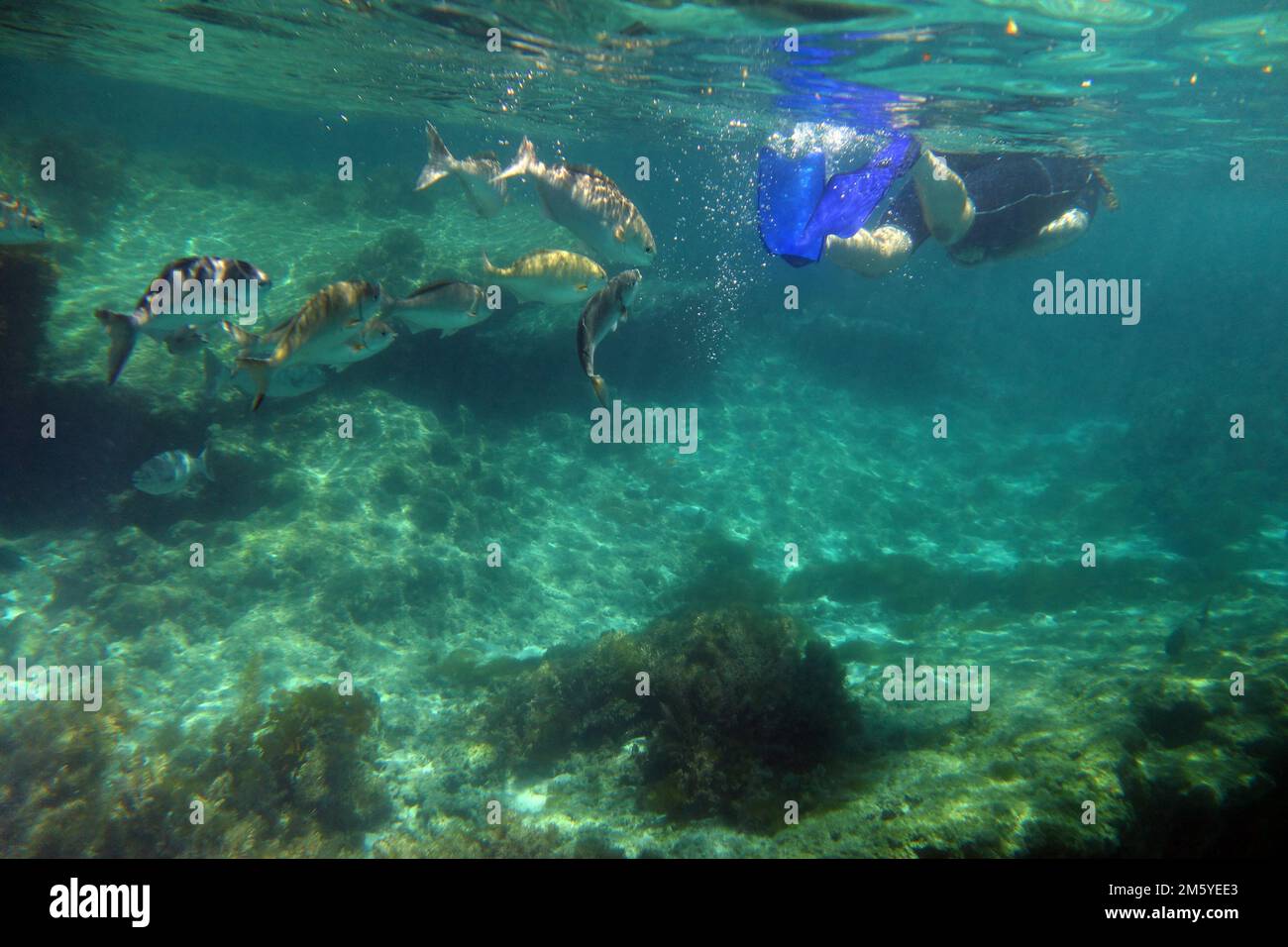 Fische folgen Schnorchler, Jeannie's Pools, Rottnest Island, Westaustralien. Nein, MR Stockfoto