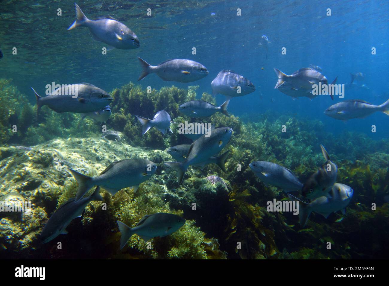 Neugierige Kyphosid-Fische unter Wasser, Rottnest Island, Westaustralien Stockfoto