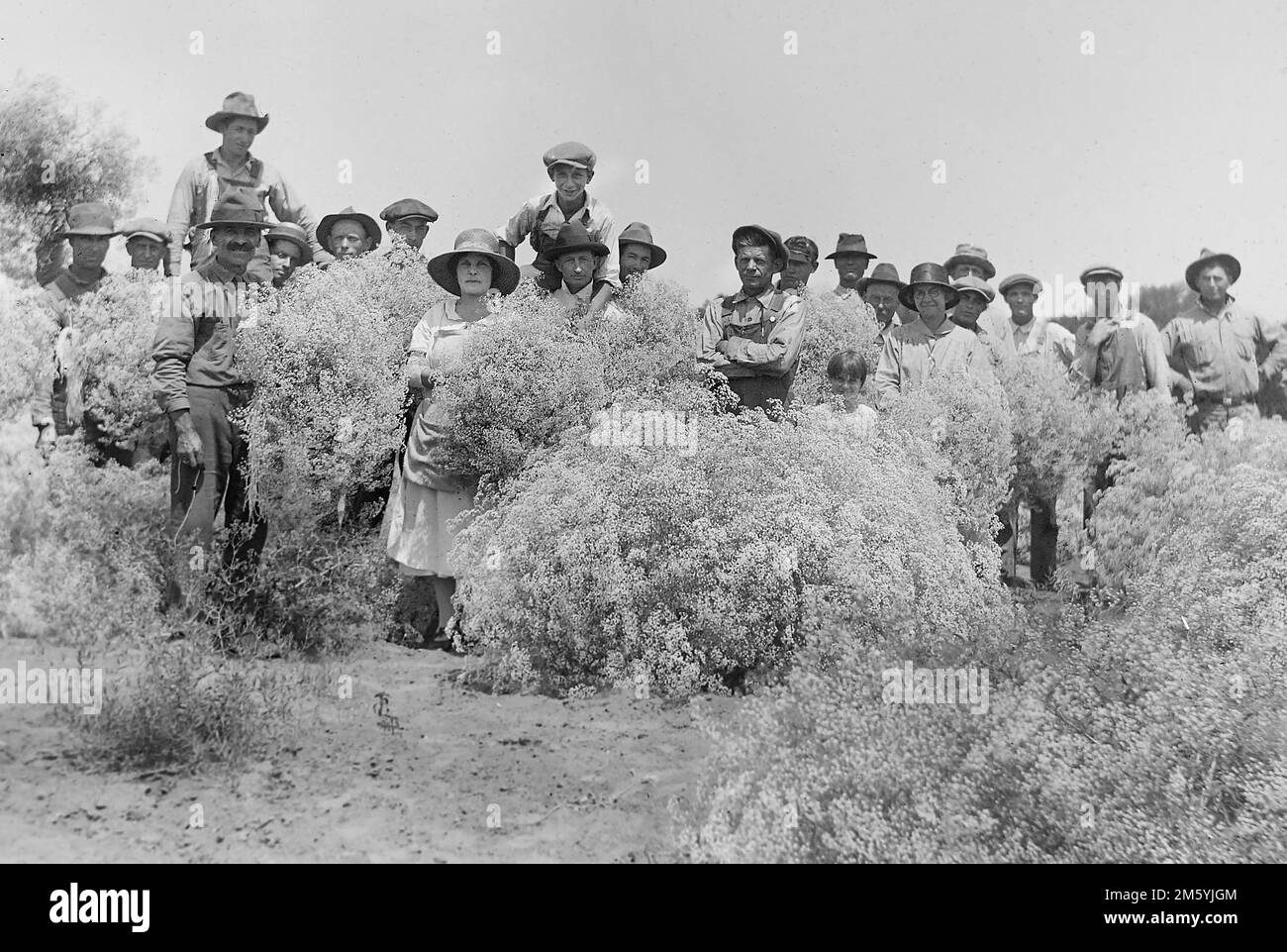 Eine Gruppe von Landarbeitern steht inmitten der Vegetation im amerikanischen Südwesten, ca. 1920 Stockfoto