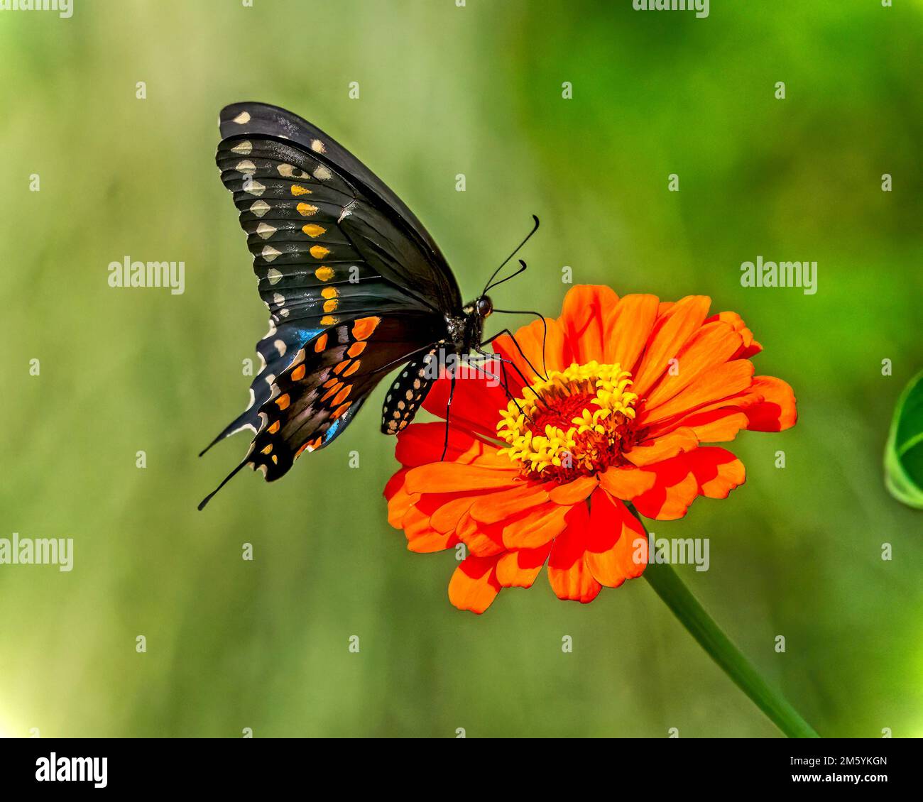 Schwarzer Schwalbenschwanz-Schmetterling auf einer Zenia Stockfoto