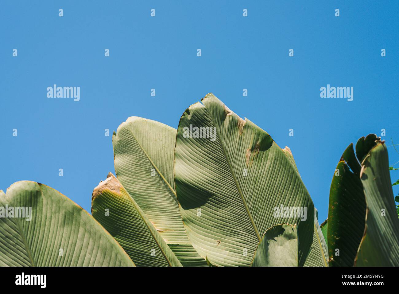 Grüne Palmenblätter auf blauem Himmel Hintergrund Stockfoto