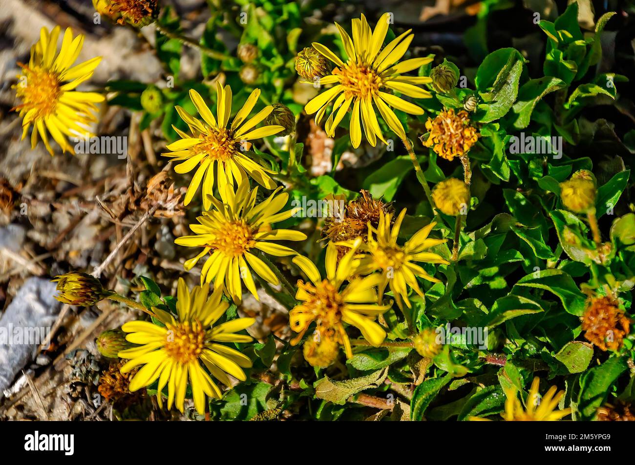 Camphorweed (Heterotheca subaxillaris), Grows wild, 28. Dezember 2022, Biloxi, Mississippi. Camphorweed ist eine blühende Pflanzenart in Nordamerika. Stockfoto