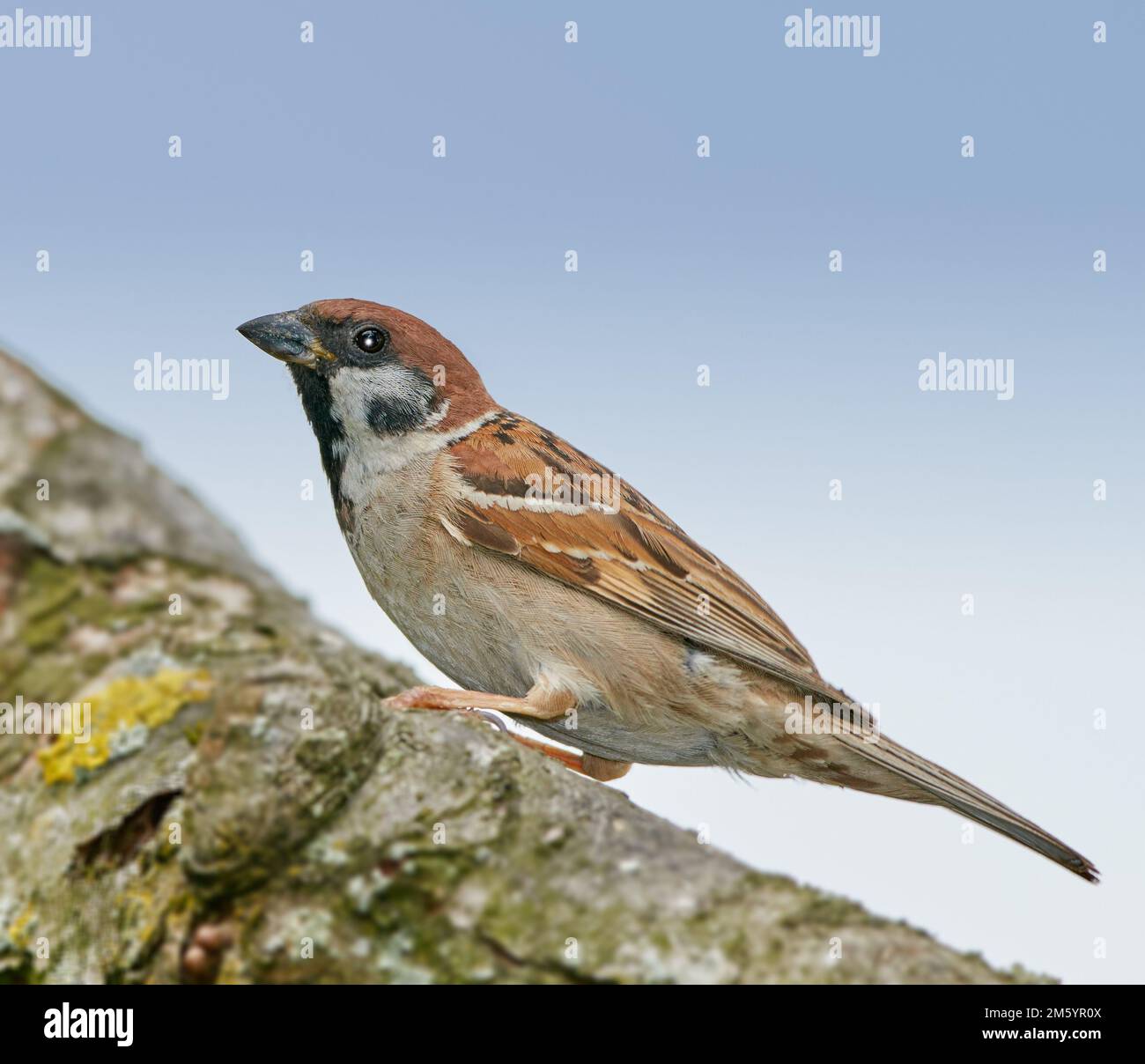 Sperling. Sperlinge sind eine Familie kleiner Singvögel, Passeridae. Sie sind auch als wahre Spatzen oder Spatzen der Alten Welt bekannt, für die auch Namen verwendet werden Stockfoto