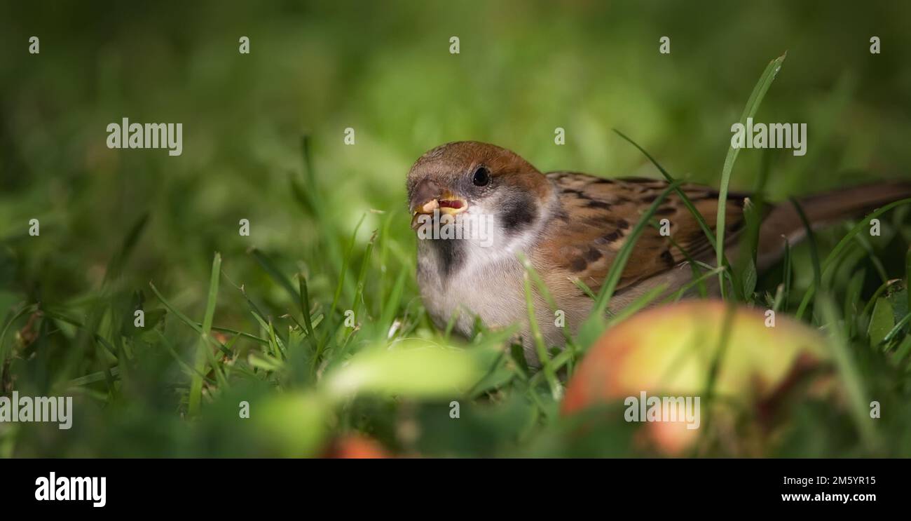 Sperling. Sperlinge sind eine Familie kleiner Singvögel, Passeridae. Sie sind auch als wahre Spatzen oder Spatzen der Alten Welt bekannt, für die auch Namen verwendet werden Stockfoto