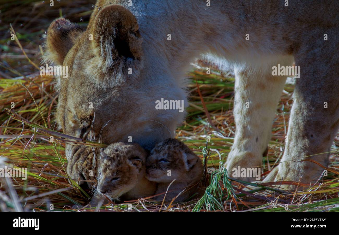 Löwin in einem zarten Moment mit ihren neugeborenen Jungen Stockfoto