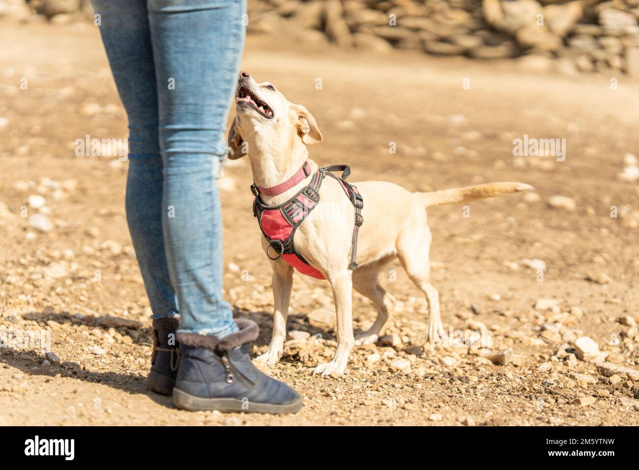 Ein kleiner Hund, der seinen Besitzer in einem Park ansieht Stockfoto