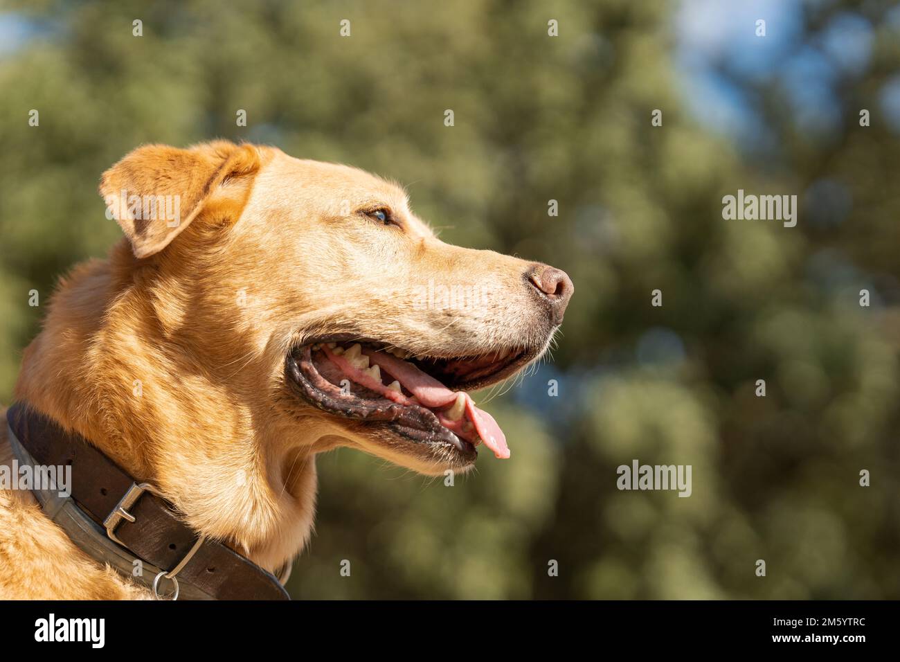 Labrador züchtete Hunde, die in einem Park zur Seite blickten Stockfoto