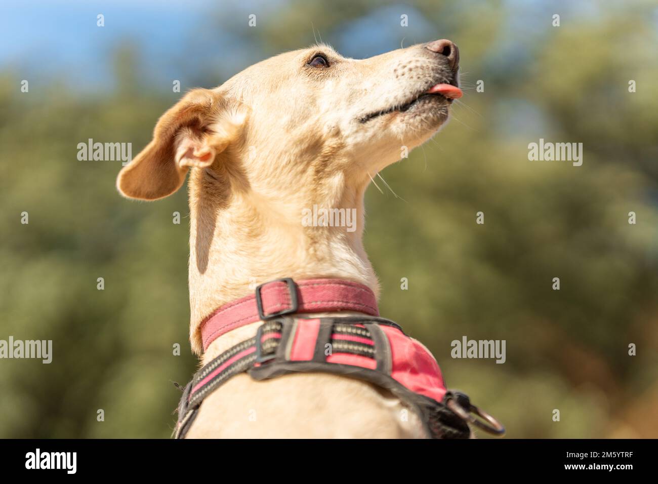 Komischer Hund mit der Zunge im Park Stockfoto