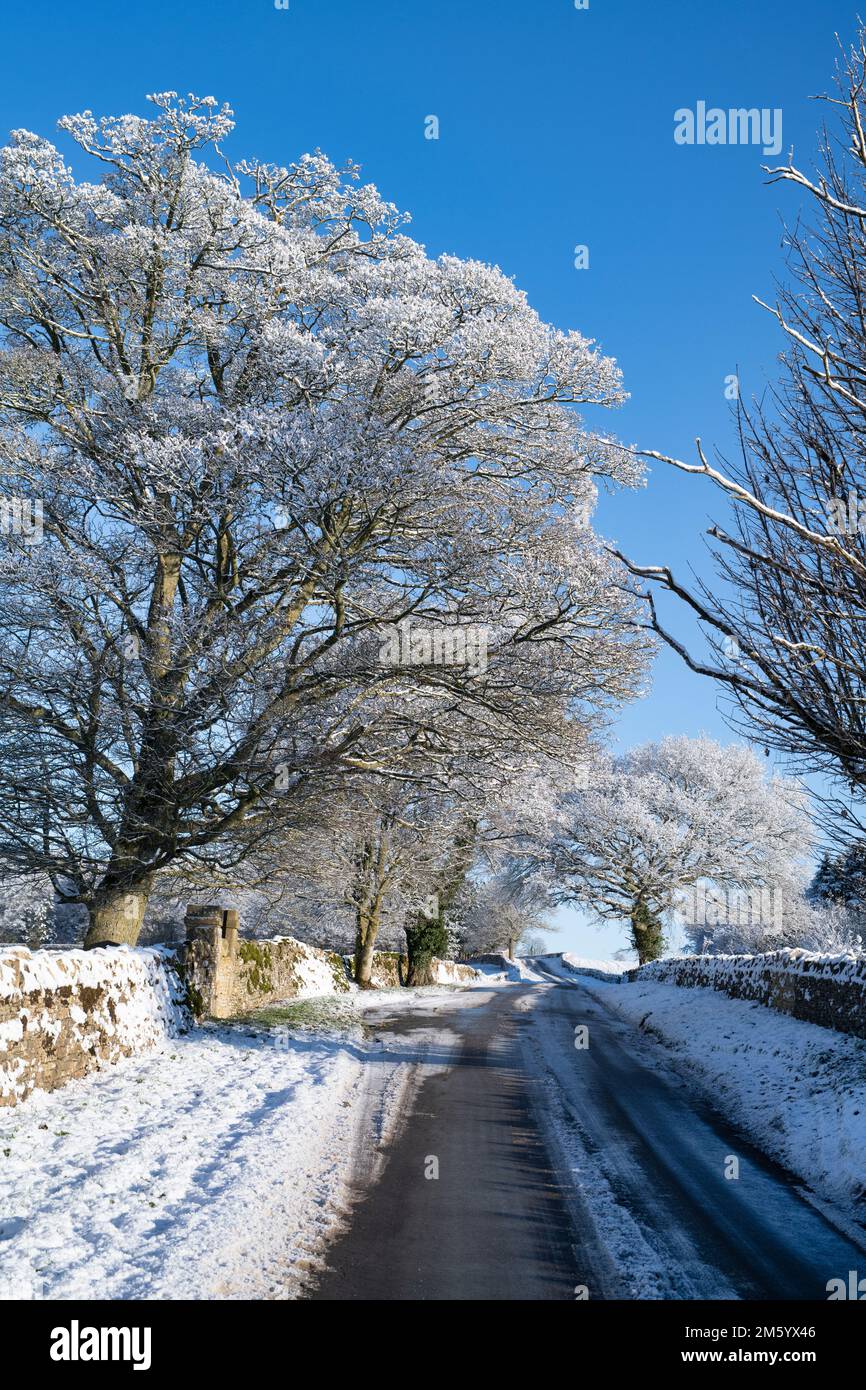 Wintereiche und Steinmauern entlang einer Landstraße im Schnee. Cotswolds, Gloucestershire, England Stockfoto