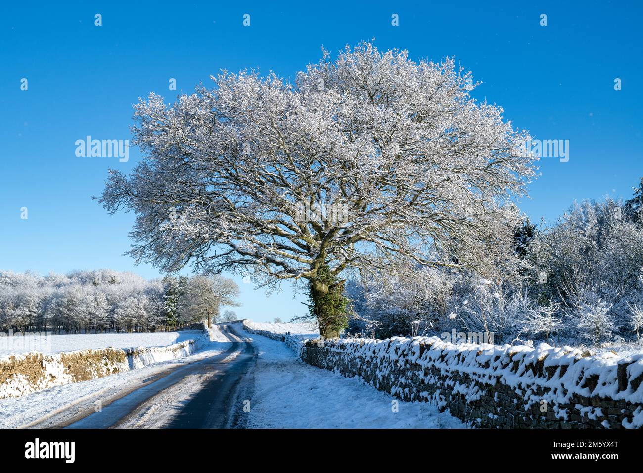Wintereiche und Steinmauern entlang einer Landstraße im Schnee. Cotswolds, Gloucestershire, England Stockfoto
