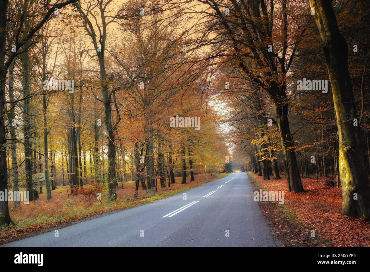 Die Schönheit des Herbstes. Wald und Landschaft in den Farben des Herbstes. Stockfoto