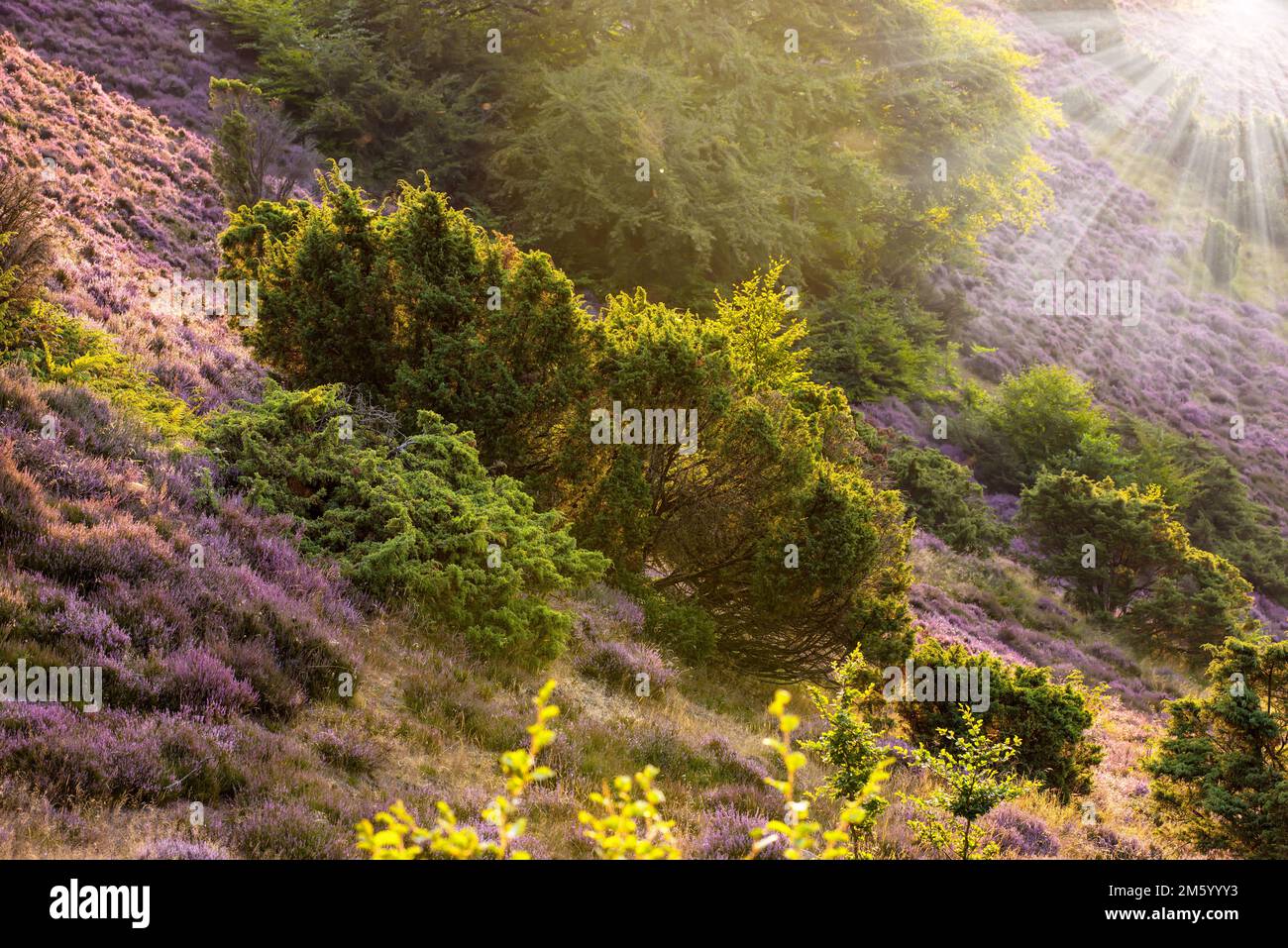 Sonnenuntergang in Heather. Heather im Rebild-Nationalpark – Jütland, Dänemark. Stockfoto