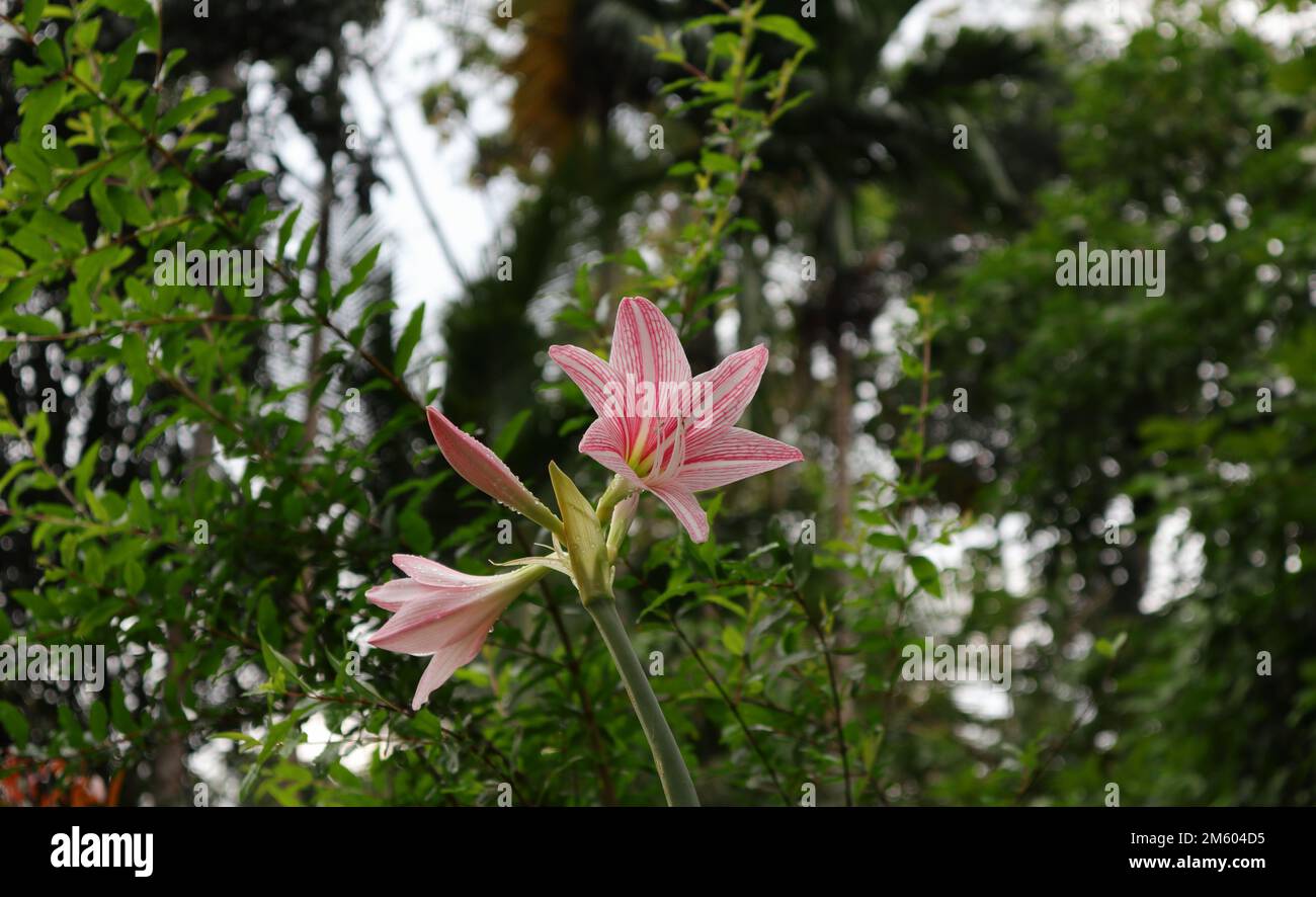 Der niedrige Winkel zeigt einen vernetzten Amaryllis-Blütenblock (Hippeastrum reticulatum), der Blütenblock mit den Wassertropfen besteht aus blühenden rosa Ama Stockfoto