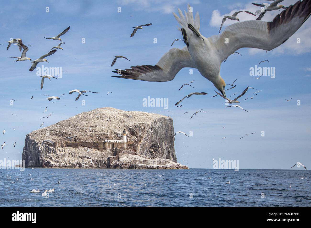Northern Gannets kehren nach dem Angelausflug nach Bass Rock zurück. Stockfoto