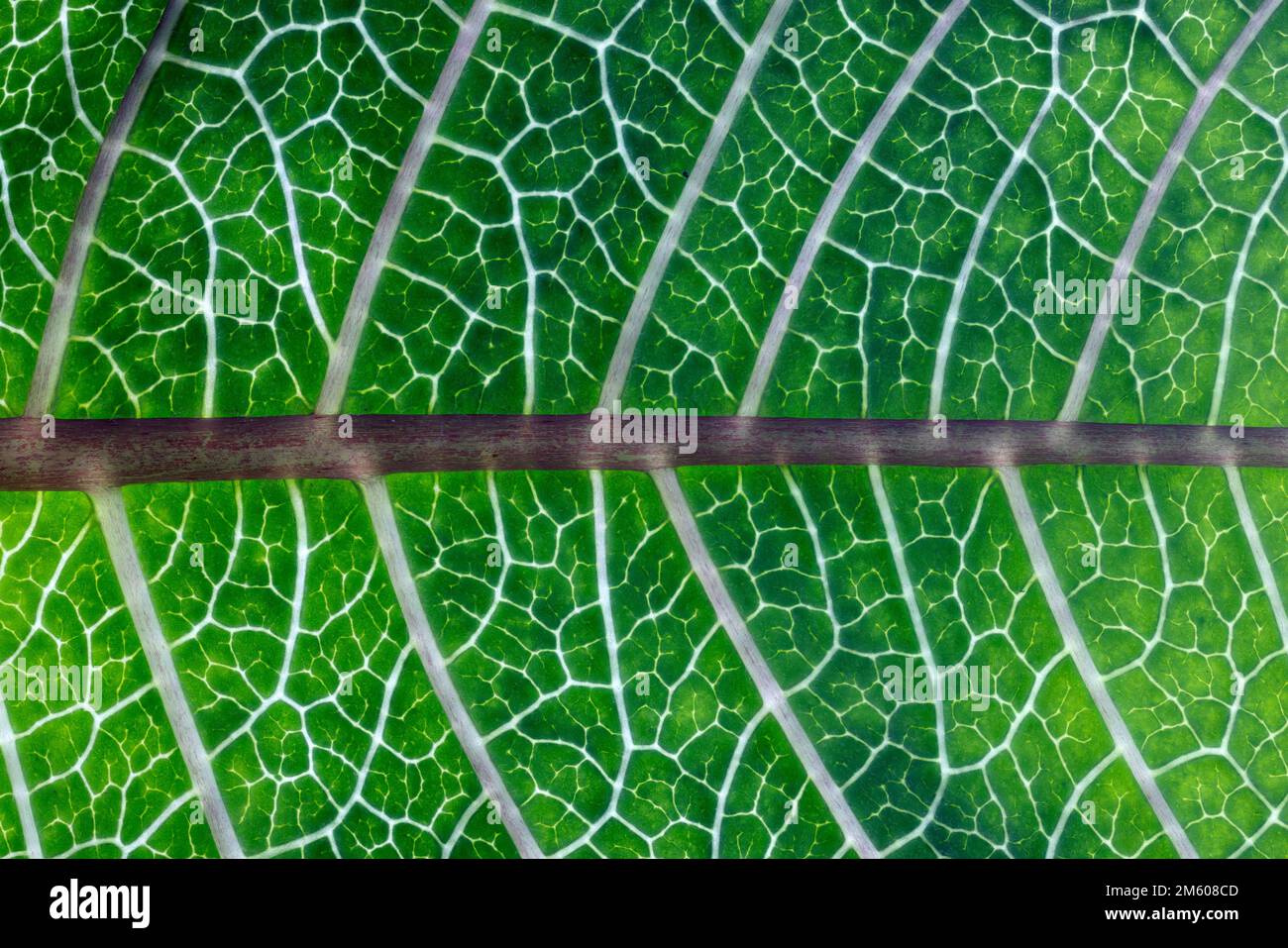 Nahaufnahme eines der grünen Blätter einer Poinsettia-Pflanze, die das Muster der Venen zeigt Stockfoto