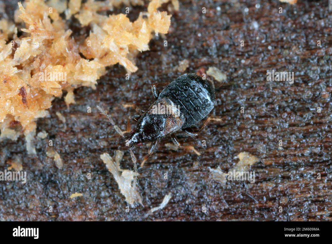 Ein kleiner Käfer, der unter der Rinde eines toten Baumes überwinterte. Stockfoto