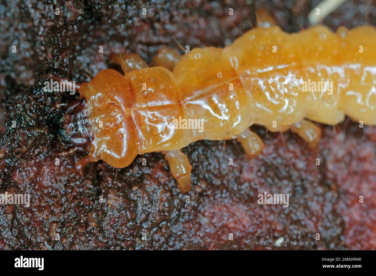 Schwarzkopfkardinalkäfer-Larve (Pyrochroa coccinea), eine plattierte saprophytische Larve in verwesendem Holz. Stockfoto