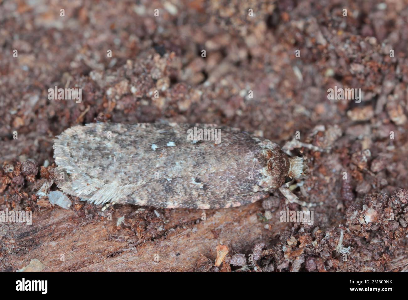 Parsnip Moth (Depressaria sp.), Familie Elachistidae. Eine Motte überwinterte unter der Rinde eines toten Baumes im Wald. Stockfoto