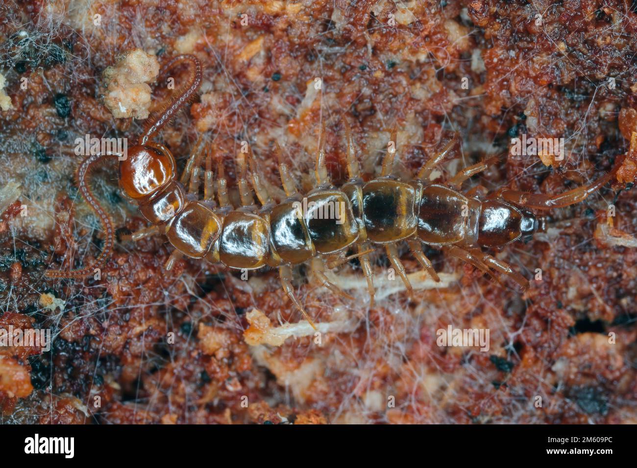 Centipede, Lithobiidae auf Holz, Makrofoto Stockfoto