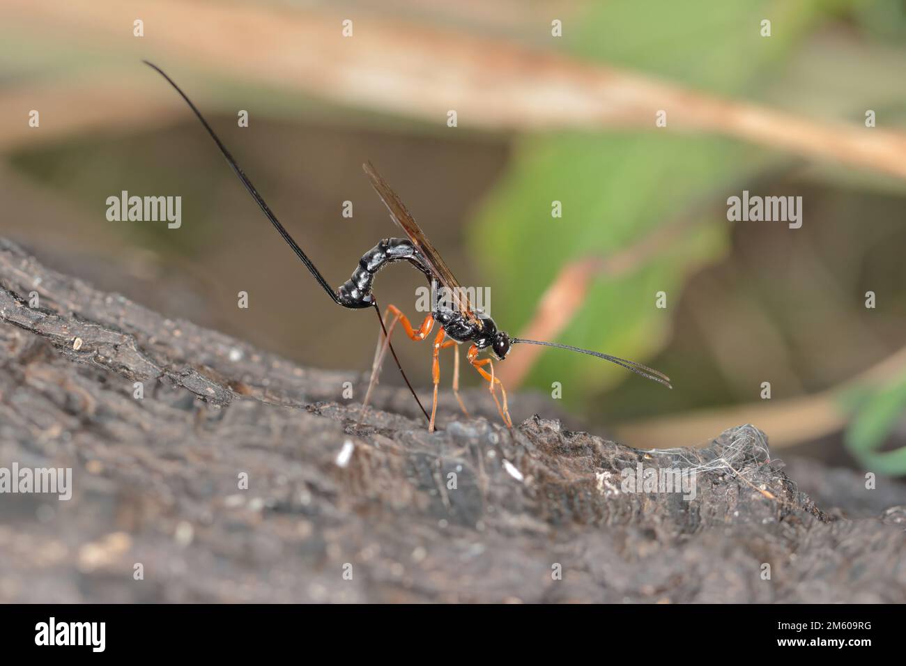 Ichneumon Wasp (Dolichomitus Imperator). Die Wespe legt seinen Eiern in eine Host-Larve. Stockfoto