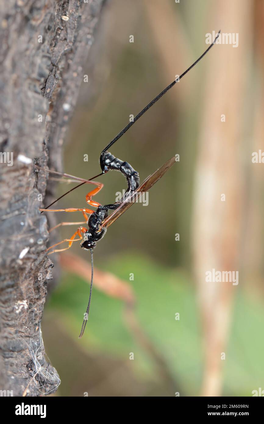 Ichneumon Wasp (Dolichomitus Imperator). Die Wespe legt seinen Eiern in eine Host-Larve. Stockfoto