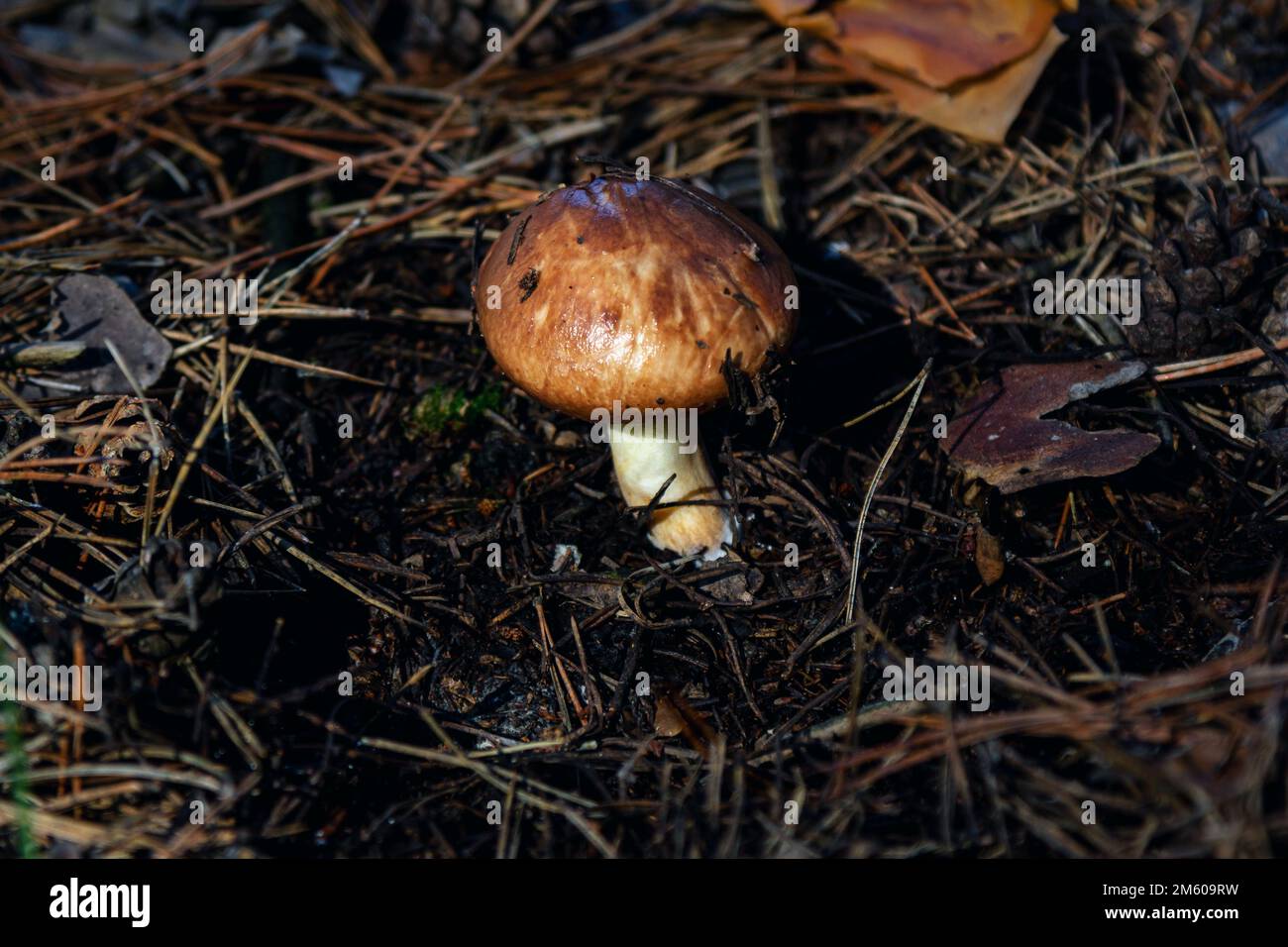 Honigpilz mit braunem Hut wächst in einem Wald Stockfoto