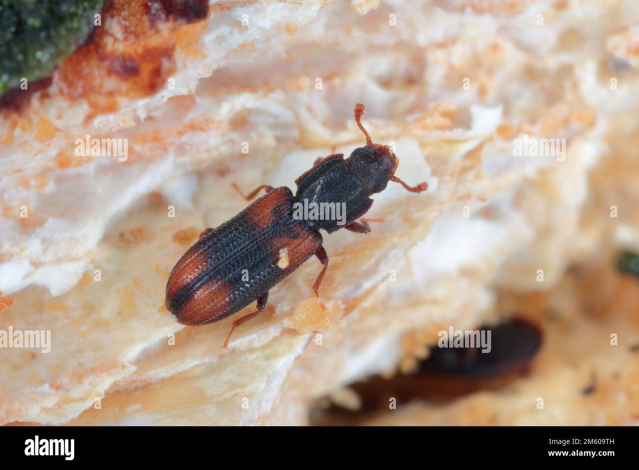 Sattel-gestütztes Bitoma, keilförmiger Käfer (Bitoma crenata, Ditoma crenata), auf Totholz. Stockfoto