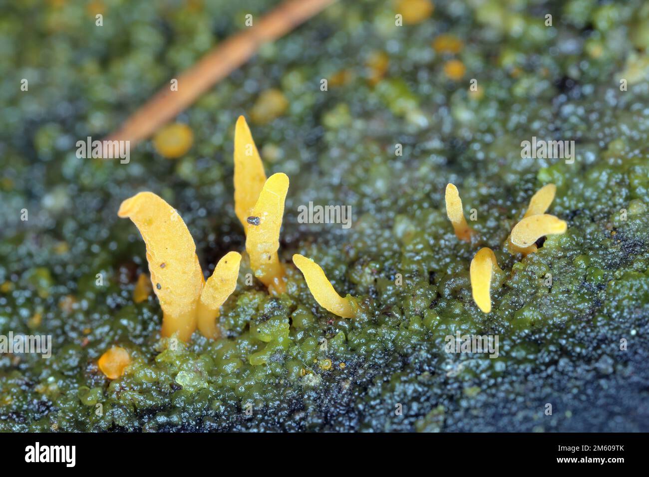 Pilze, Pilze, der fruchtbare Körper eines Pilzes auf Holz. Stockfoto