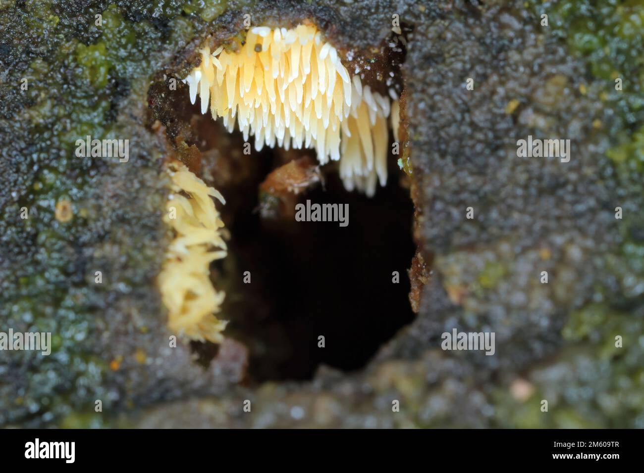 Pilze, Pilze, der fruchtbare Körper eines Pilzes auf Holz. Stockfoto