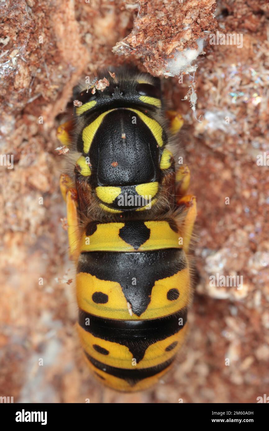 Eine Wespula vulgaris, die unter der Rinde eines Baumes überwintert. Stockfoto