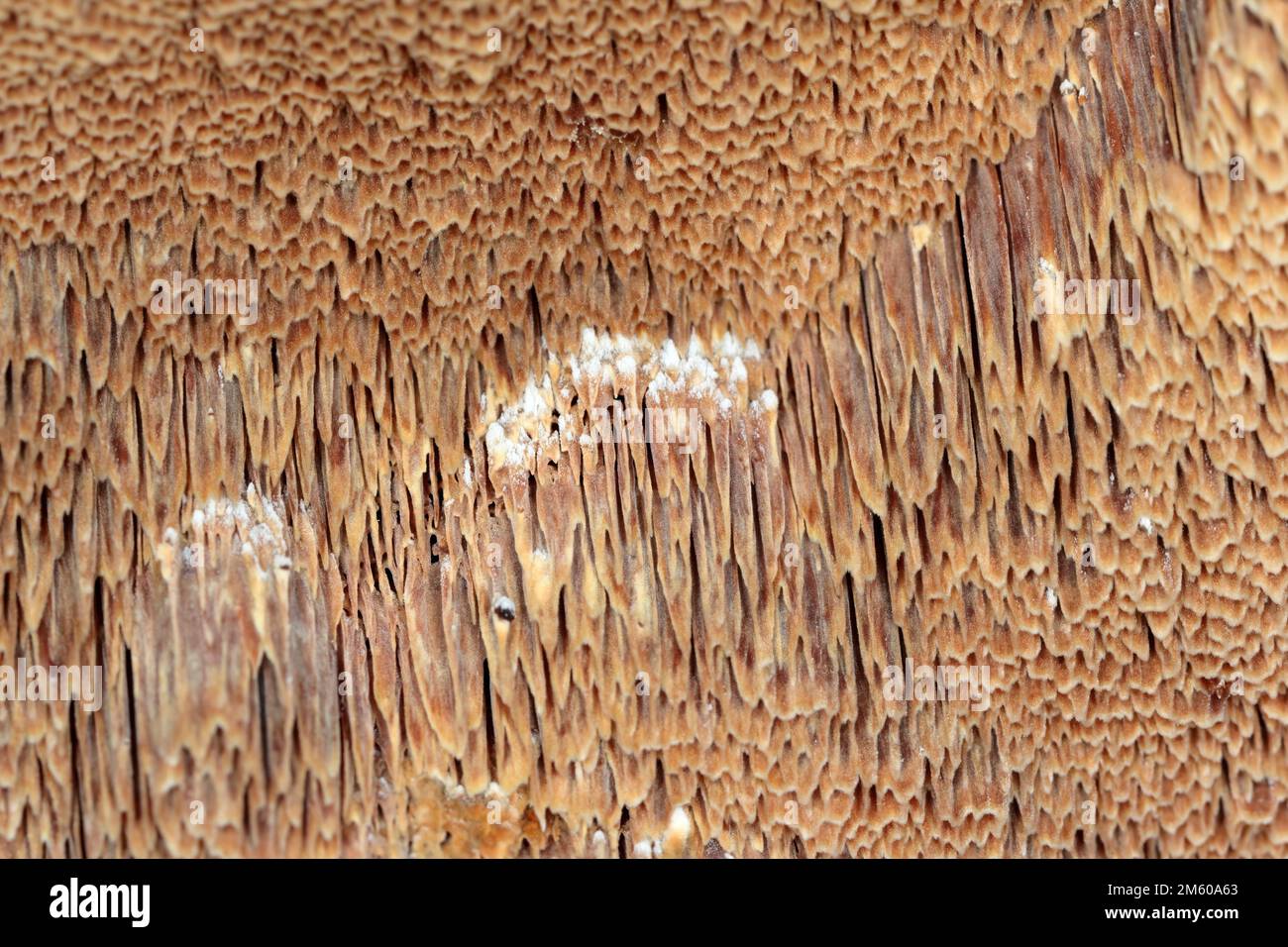 Pilze, Pilze, der fruchtbare Körper eines Pilzes auf Holz. Stockfoto