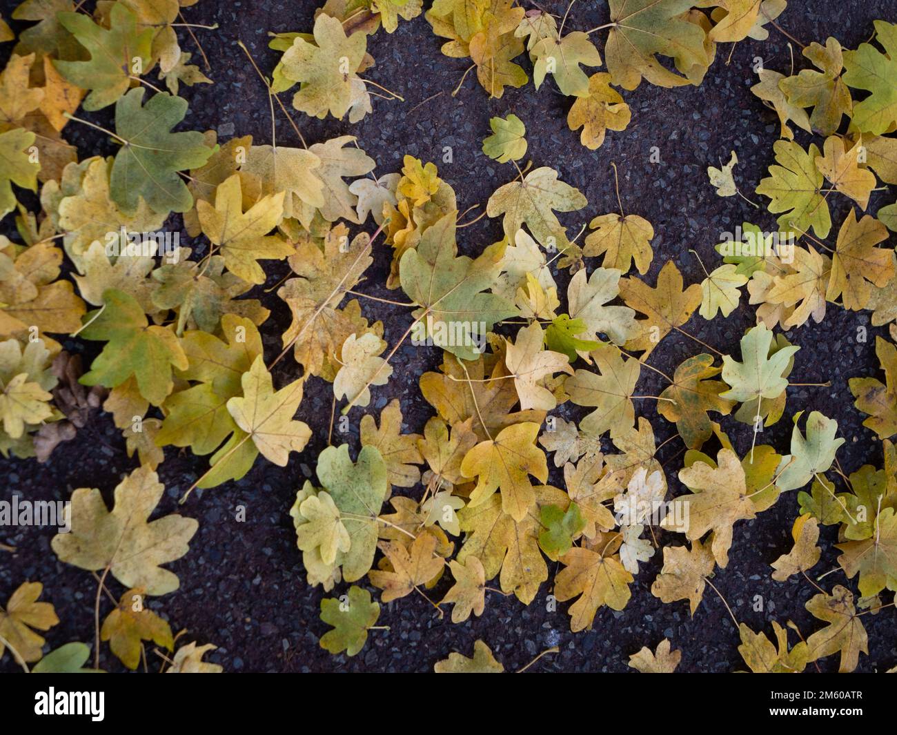 Im Spätherbst/Winter in Wiltshire, England, Großbritannien, gefallene Blätter von englischem Ahorn. Stockfoto