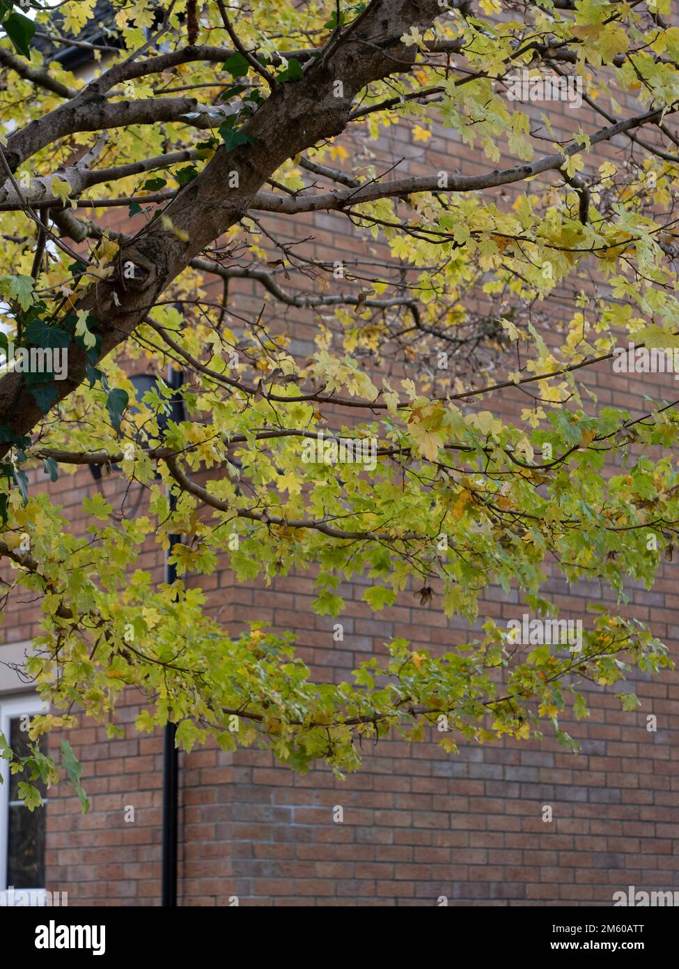 Englischer Ahornbaum auf lokalem Wohngebiet, der im Winter Blätter verliert. Stockfoto