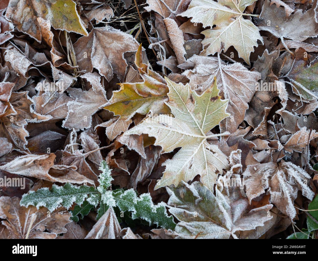 Frostblätter von amerikanischer Platane auf dem Boden. Stockfoto