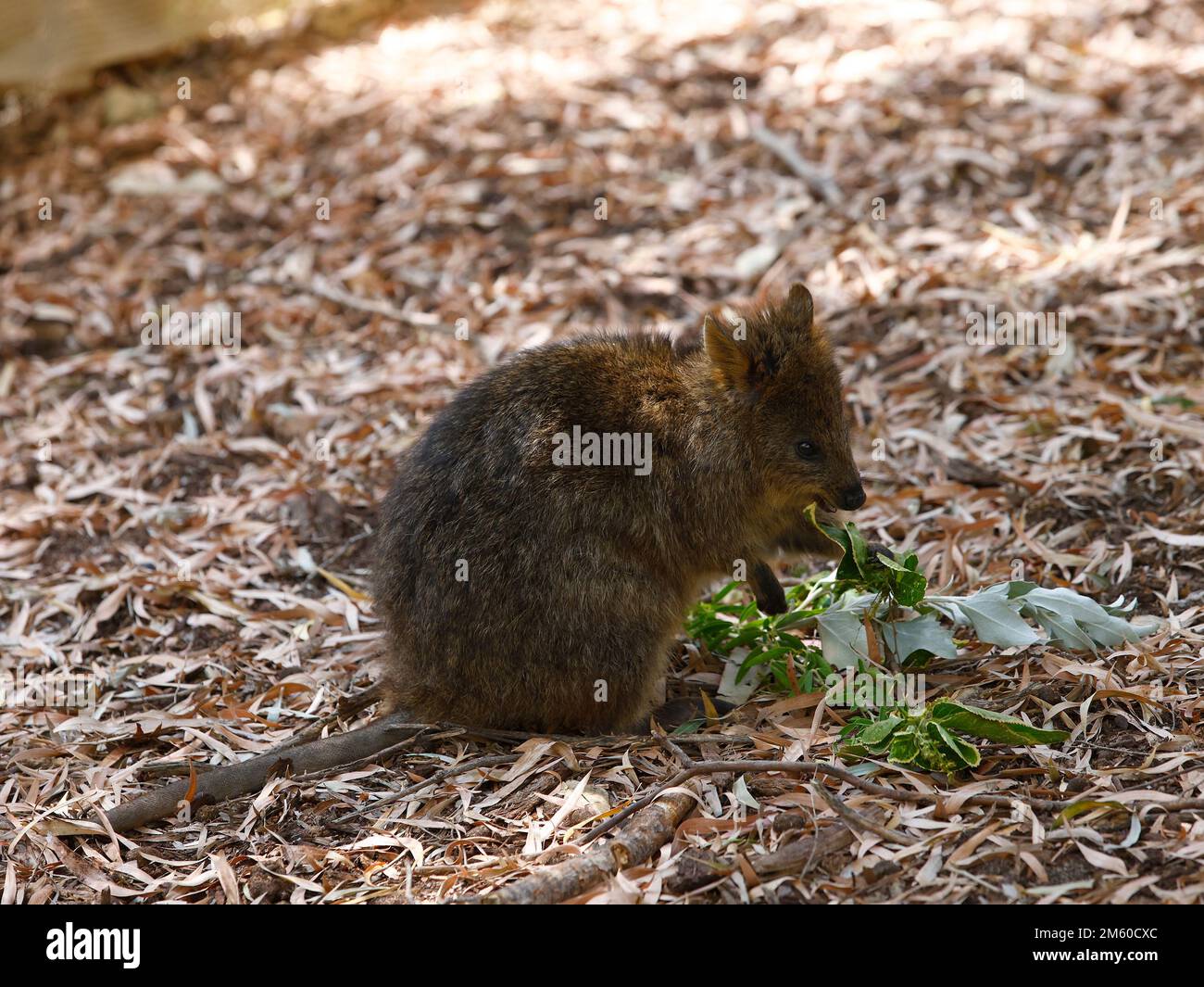 Nahaufnahme des kleinen Beutels und des kleinen Wallabys Quokka, Setonix brachyurus, gesehen in Gefangenschaft in einem australischen Zoo. Stockfoto