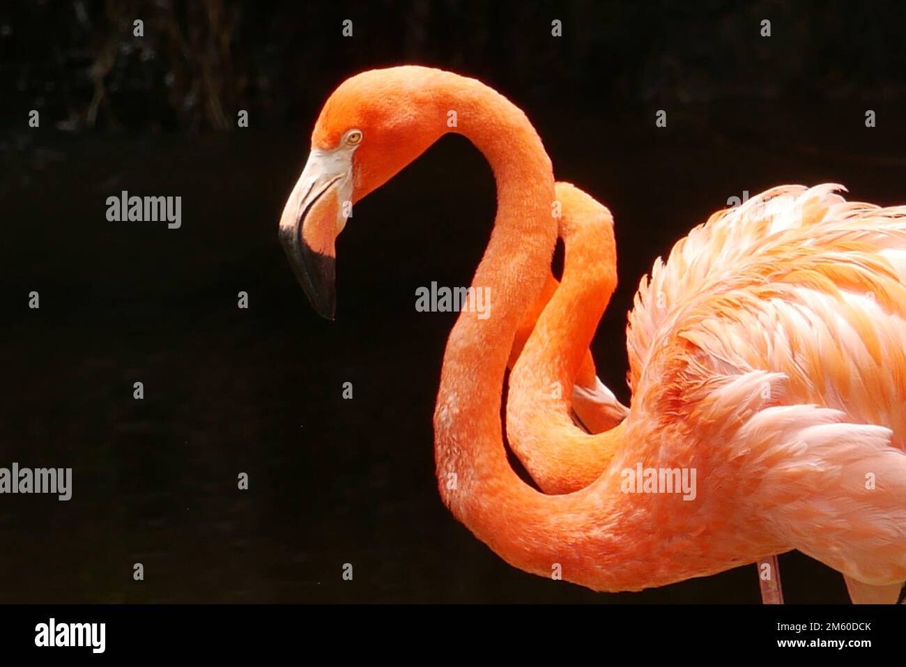 Eine Schar von schwärmenden roten und rosa Flamingos im zoo von singapur Stockfoto