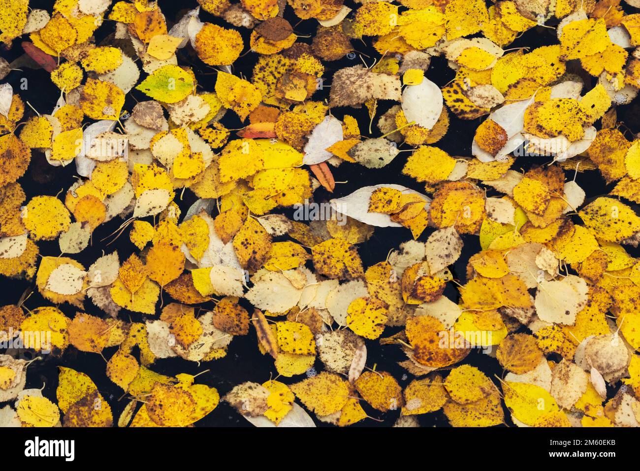 Herbstliche Laubbäume im Wasser in Finnland, Nordeuropa Stockfoto